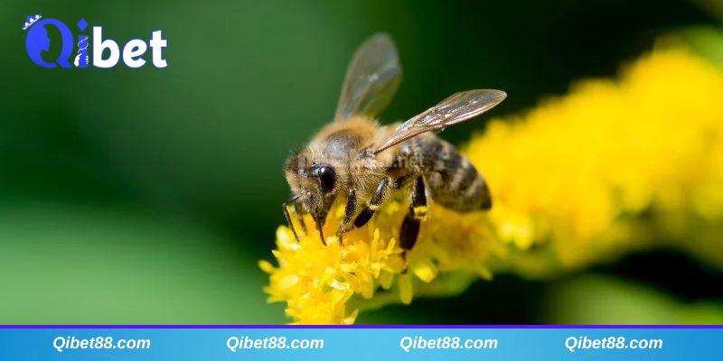 Mơ thấy con ong là điềm xấu hay tốt?