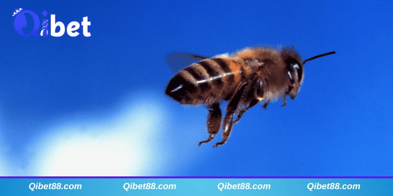 Mộng thấy ong đuổi đốt
